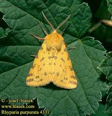 Attēlu rezultāti vaicājumam “Rhyparia purpurata”