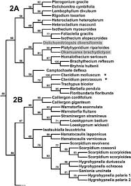 Attēlu rezultāti vaicājumam “Isothecium alopecuroides sporophyte”