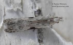 Attēlu rezultāti vaicājumam “Hypatima rhomboidella”