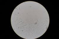 Attēlu rezultāti vaicājumam “Mollisia amenticola”