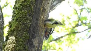 Attēlu rezultāti vaicājumam “Dendrocopos medius nest”