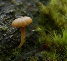 Attēlu rezultāti vaicājumam “Lichenomphalia umbellifera”