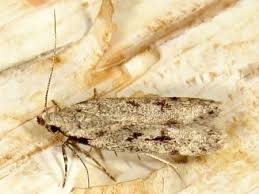 Attēlu rezultāti vaicājumam “Gelechia rhombella”