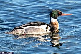 Attēlu rezultāti vaicājumam “Mergus serrator”