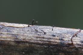 Attēlu rezultāti vaicājumam “Licea chelonoides”