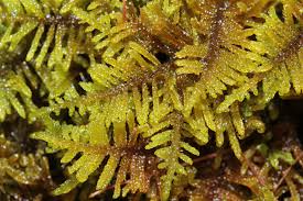 Attēlu rezultāti vaicājumam “Palustriella”