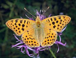 Attēlu rezultāti vaicājumam “Issoria lathonia”