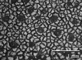 Attēlu rezultāti vaicājumam “Verrucaria hydrela”