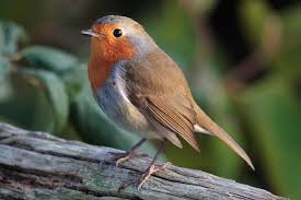 Attēlu rezultāti vaicājumam “Erithacus rubecula”