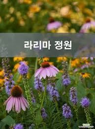 Attēlu rezultāti vaicājumam “Calamagrostis purpurea flower”