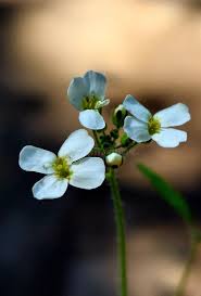 Attēlu rezultāti vaicājumam “Cardaminopsis arenosa flower”