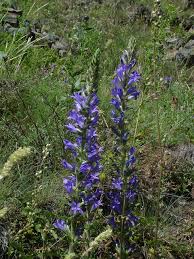 Image result for Campanula spicata