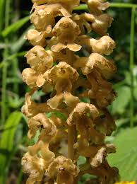 Attēlu rezultāti vaicājumam “Neottia nidus-avis flower”