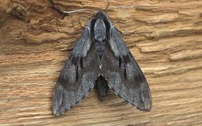 Attēlu rezultāti vaicājumam “Sphinx pinastri”