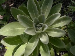 Attēlu rezultāti vaicājumam “Verbascum thapsus”