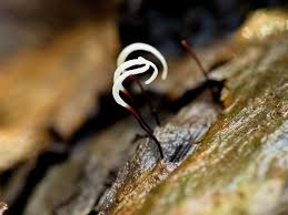 Attēlu rezultāti vaicājumam “Typhula erythropus”