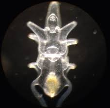 Attēlu rezultāti vaicājumam “Orthosia sp. larva”