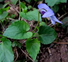 Attēlu rezultāti vaicājumam “Viola reichenbachiana leaf”