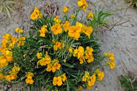 Image result for Cheiranthus cheiri