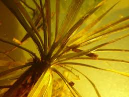 Attēlu rezultāti vaicājumam “Stratiotes aloides leaf”