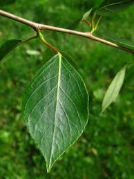 Attēlu rezultāti vaicājumam “Populus simonii”