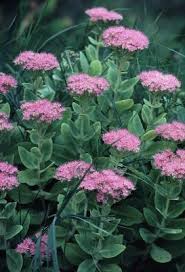 Attēlu rezultāti vaicājumam “Hylotelephium telephium”