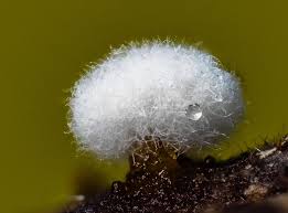 Attēlu rezultāti vaicājumam “Metatrichia sp.”