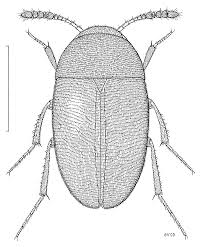 Attēlu rezultāti vaicājumam “Leiodidae”