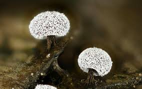 Attēlu rezultāti vaicājumam “Didymium aggregatum”