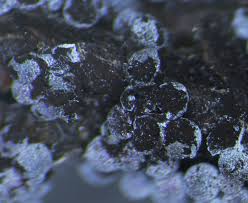 Attēlu rezultāti vaicājumam “Badhamia foliicola spores”