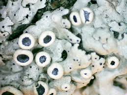 Attēlu rezultāti vaicājumam “Physcia aipolia”