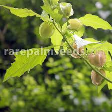 Attēlu rezultāti vaicājumam “Nicandra physalodes fruit”