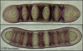 Attēlu rezultāti vaicājumam “Phaeographis dendritica”