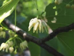 Attēlu rezultāti vaicājumam “Tilia platyphyllos subsp. cordifolia flower”