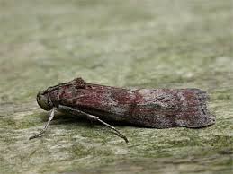 Attēlu rezultāti vaicājumam “Phycita roborella”