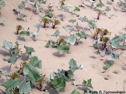 Attēlu rezultāti vaicājumam “Petasites spurius”