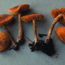 Attēlu rezultāti vaicājumam “Antrodia mellita”