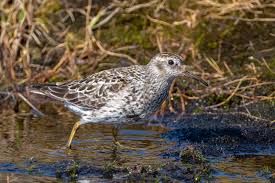 Attēlu rezultāti vaicājumam “Calidris maritima”