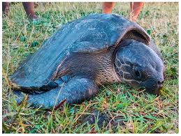 Image result for Lepidochelys kempii
