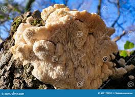 Attēlu rezultāti vaicājumam “Hericium cirrhatum”