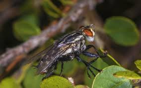 Attēlu rezultāti vaicājumam “Sarcophaga carnaria”