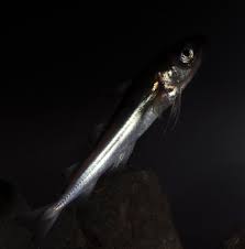 Image result for Boreogadus saida