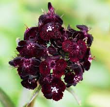 Attēlu rezultāti vaicājumam “Dianthus barbatus flower”