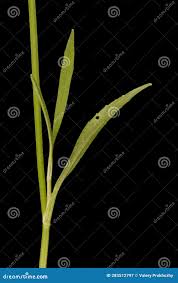 Attēlu rezultāti vaicājumam “Ranunculus flammula leaf”