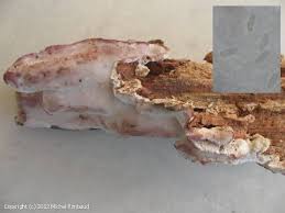 Attēlu rezultāti vaicājumam “Leptoporus mollis”