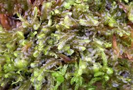 Attēlu rezultāti vaicājumam “Harpanthus flotovianus”