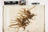 Attēlu rezultāti vaicājumam “Pseudocalliergon turgescens”