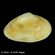 Attēlu rezultāti vaicājumam “Mya arenaria”