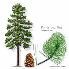 Attēlu rezultāti vaicājumam “Pinus ponderosa”