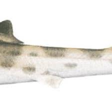 Image result for Furgaleus macki